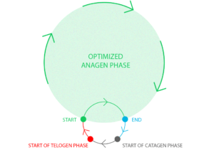 anagen phase
