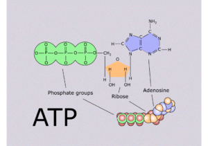 Adenosine triphosphate