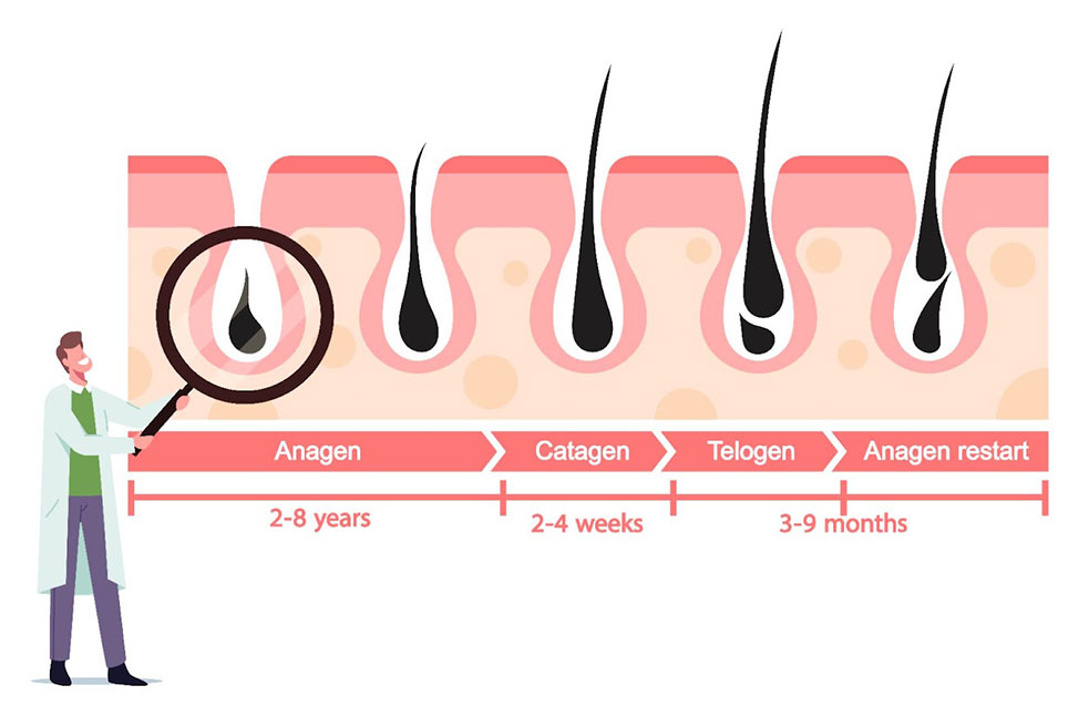 The Lifecycle Of Hair